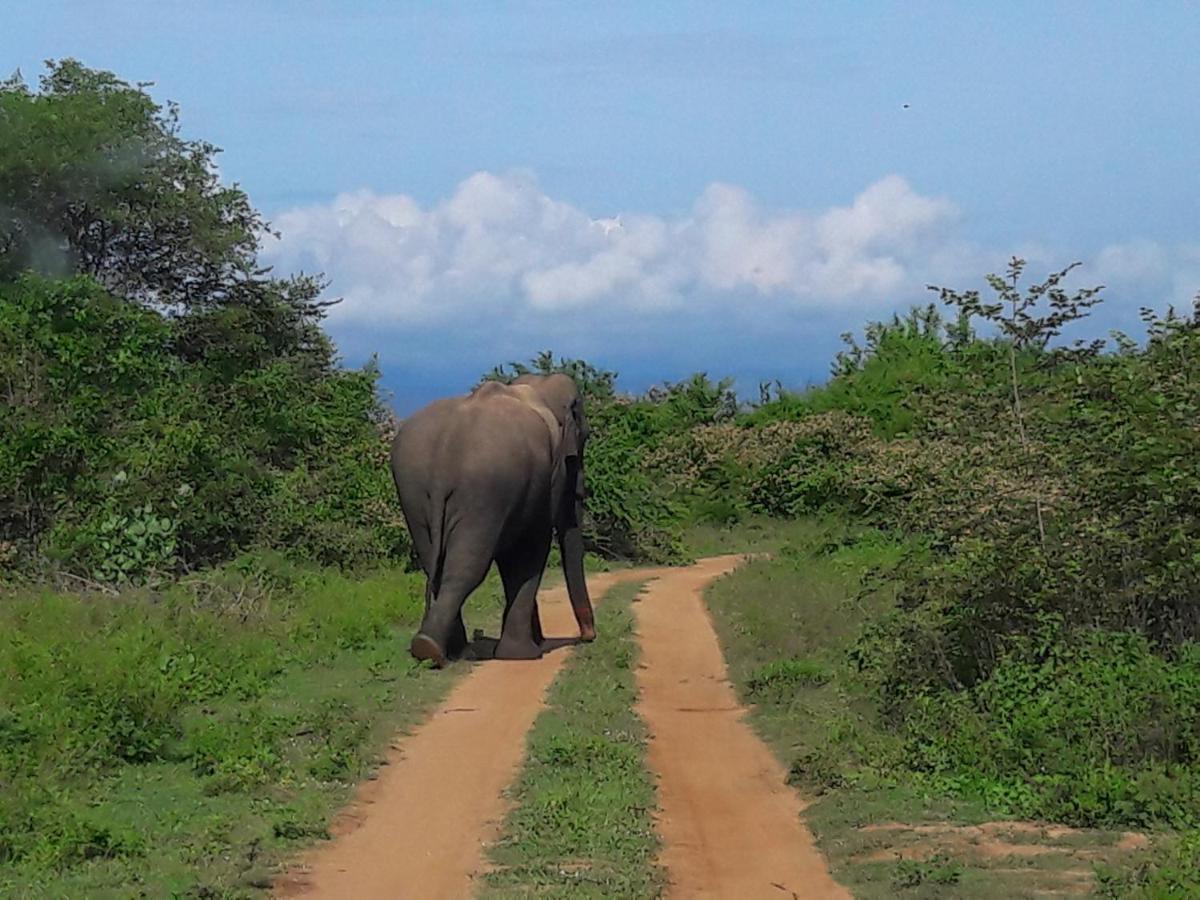 Big House Udawalawe Bed & Breakfast ภายนอก รูปภาพ